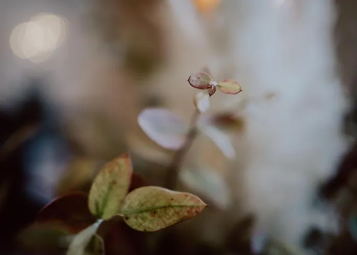 公寓 Kaiserstuhl Weisweil (Emmendingen)